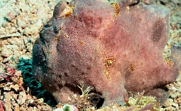 Sipadan_2015_Poisson grenouille_Antennaire geant_Antennarius commerson_IMG_2718_rc